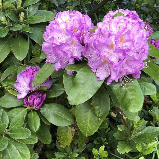 Rhododendron, Minnetonka Rhododendron