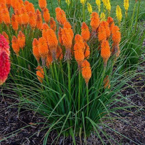 Torch Lily, PW® Pyromania® Blazing Orange Red Hot Poker