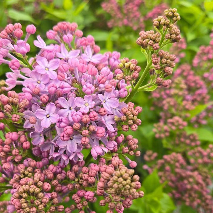 Lilac, Scentara® Pura Lilac