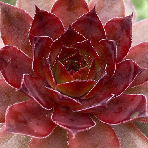 Sempervivum, Chick Charms® Cherries Jubilee Hens and Chicks