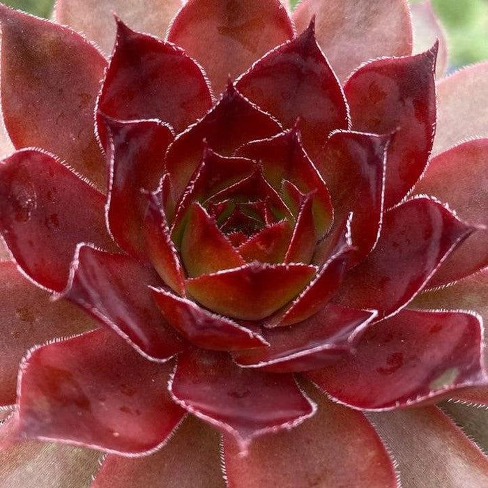 Sempervivum, Chick Charms® Cherries Jubilee Hens and Chicks