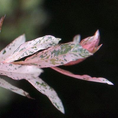 Willow, Dappled Willow