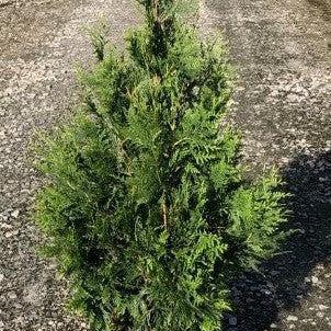 Arborvitae, Green Giant Arborvitae