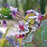 Bishop's Hat, Pink Elf Barrenwort