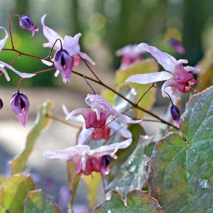 Bishop's Hat, Pink Elf Barrenwort