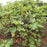 Fig, Verns Brown Turkey Fig, 3 gal (30-36 in)
