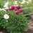 Paeonia lactiflora 'Kansas'  - Kansas Peony