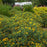 St. John's Wort, First Editions® Cobalt-n-Gold™ St. John's Wort