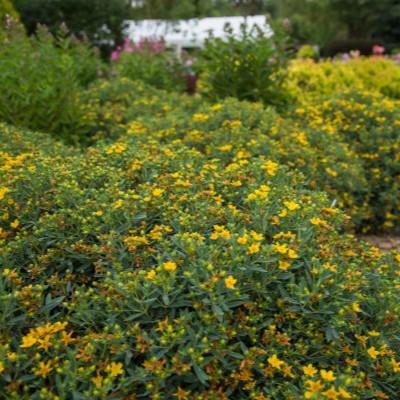St. John's Wort, First Editions® Cobalt-n-Gold™ St. John's Wort
