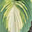 Hosta, PW® Shadowland® Love Story Hosta