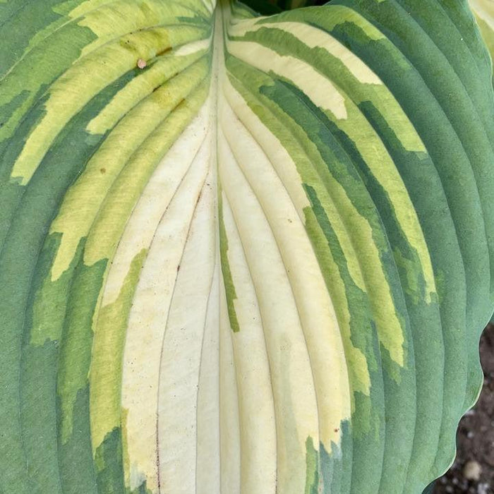 Hosta, PW® Shadowland® Love Story Hosta
