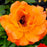 Rose, Easy-to-Love Livin Easy Floribunda Rose