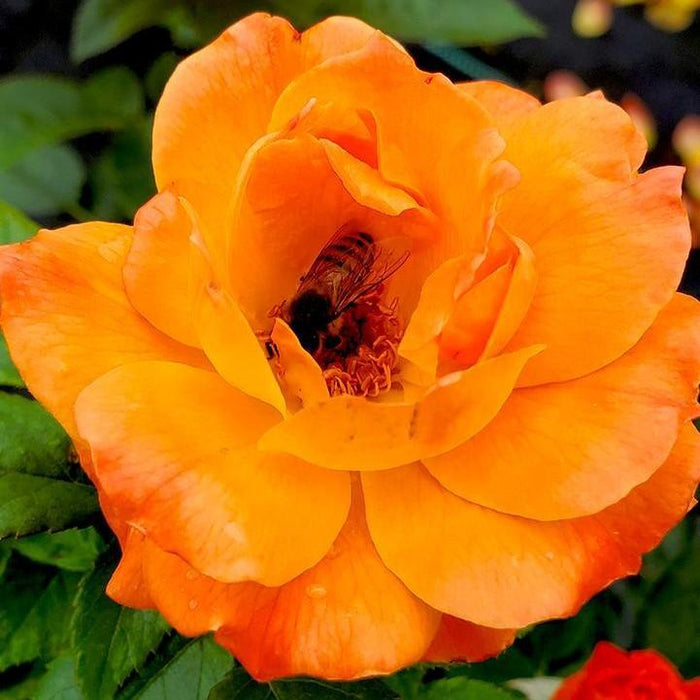 Rose, Easy-to-Love Livin Easy Floribunda Rose