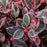 Gaultheria procumbens 'GaulBri1'  - Winter Splash™ Wintergreens