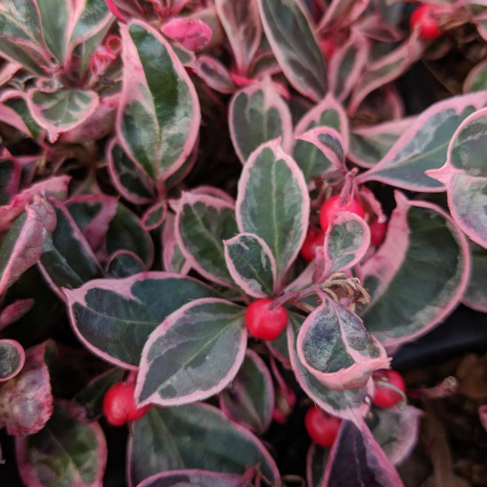 Gaultheria procumbens 'GaulBri1'  - Winter Splash™ Wintergreens