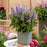 Butterfly Bush, Butterfly Candy™ Lil' Lavender™ Butterfly Bush