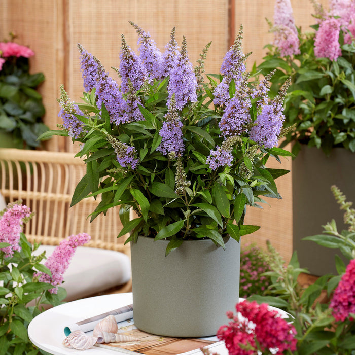 Butterfly Bush, Butterfly Candy™ Lil' Lavender™ Butterfly Bush