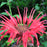 Bee Balm, Bee-You™ Bee-Happy Bee Balm