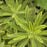 Spurge, Ascot Rainbow Spurge