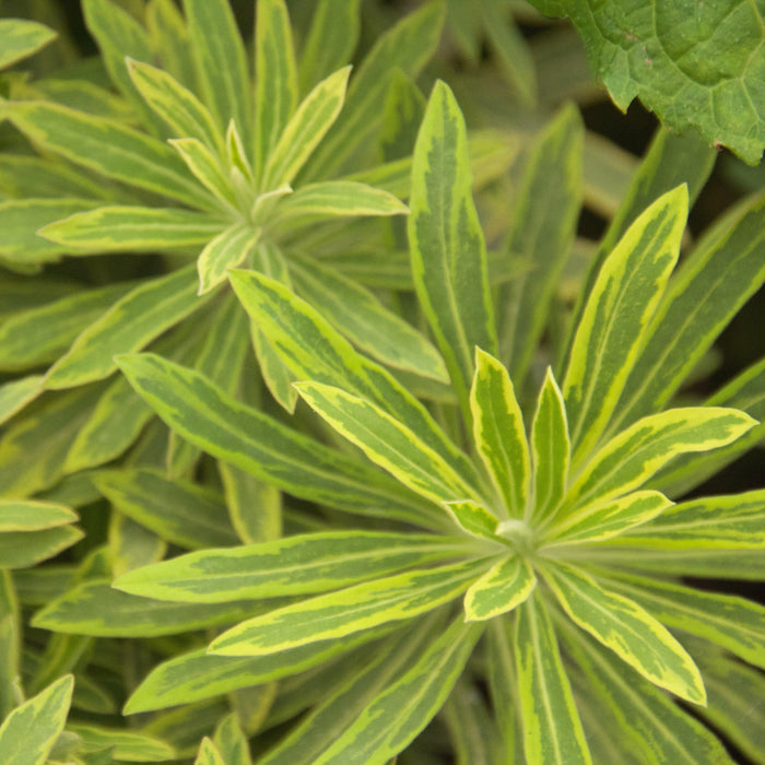 Spurge, Ascot Rainbow Spurge