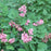 Bleeding Heart, Fern-Leaf Bleeding Heart