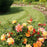 Rose, Oso Easy® Suñorita® Rose