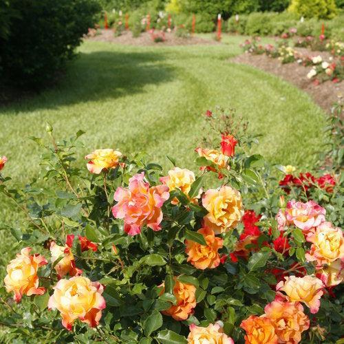 Rose, Oso Easy® Suñorita® Rose