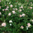 Rose, The Alnwick® Rose