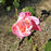 Rose, First Prize Hybrid Tea Rose