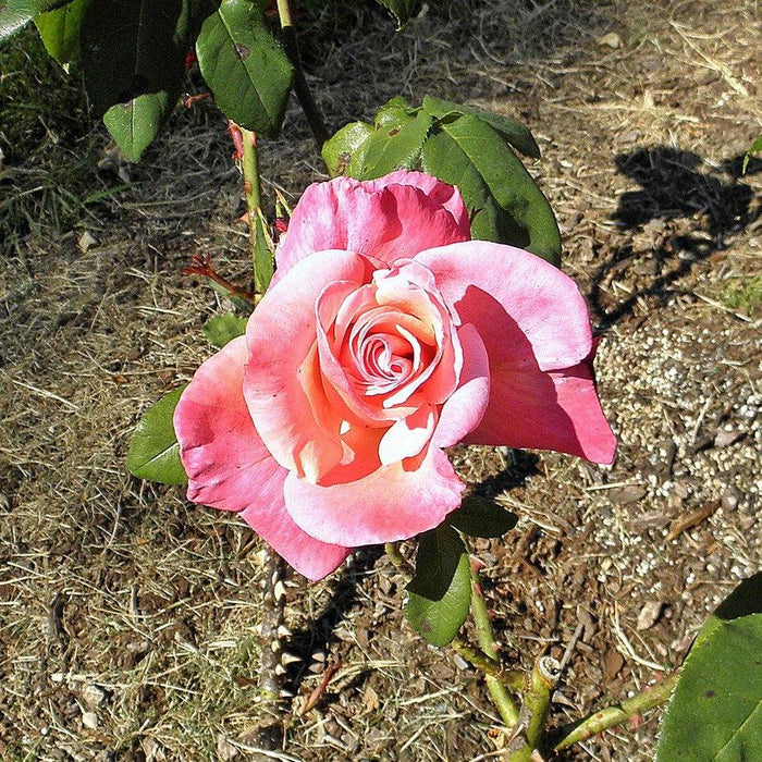 Rose, First Prize Hybrid Tea Rose