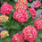 Hydrangea, Wee Bit Giddy® Hydrangea