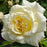 Rose, First Editions® The Finest™ Rose