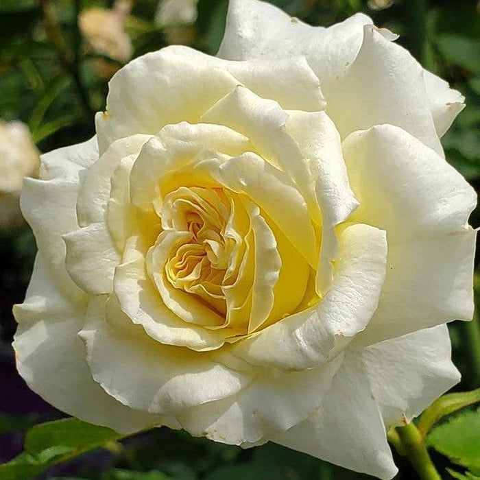Rose, First Editions® The Finest™ Rose