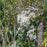 Clematis, Autumn Clematis