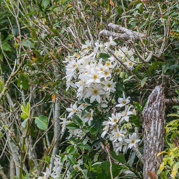 Clematis, Autumn Clematis