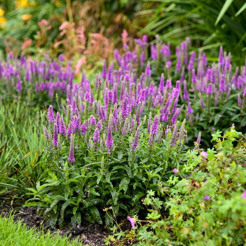 Veronica, PW® Magic Show® Purple Illusion Veronica