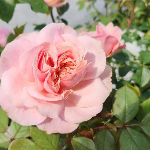 Rose, Boscobel™ Rose