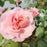Rose, Boscobel™ Rose