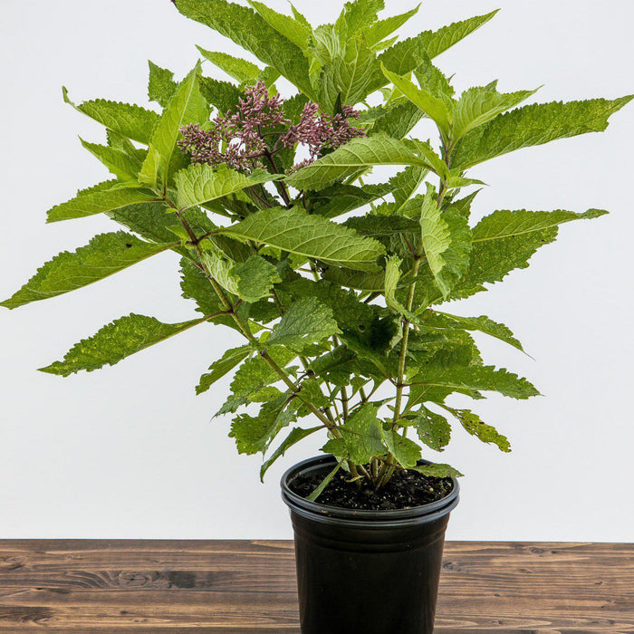 Joe Pye Weed, Gateway Joe Pye Weed