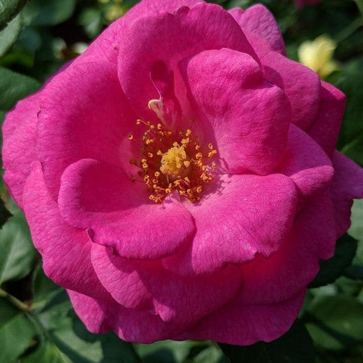 Rose, True Bloom™ True Gratitude™ Rose