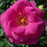 Rose, True Bloom™ True Gratitude™ Rose