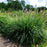 Grass, Autumn Moor Grass