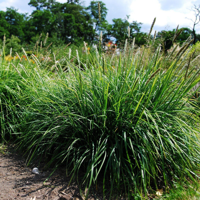 Grass, Autumn Moor Grass