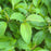 Dogwood, Kelseyi Red Twig Dogwood