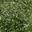 Catmint, White Cloud