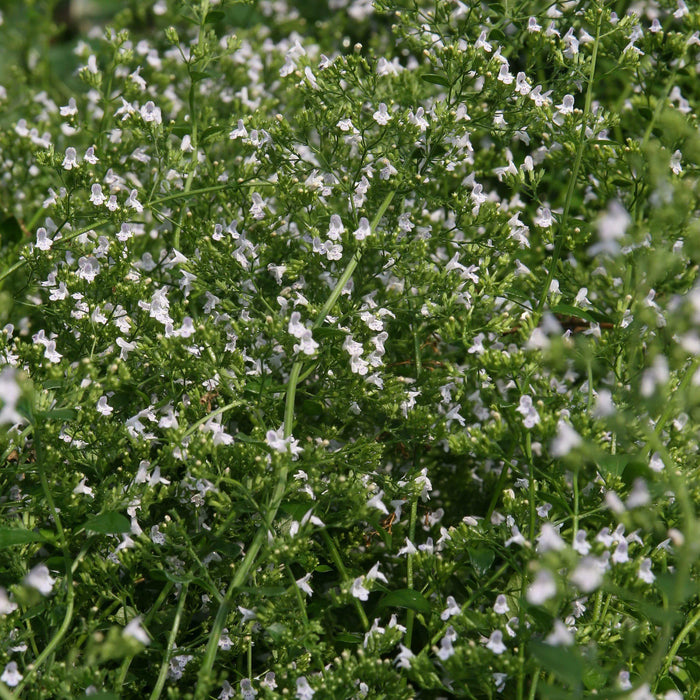 Catmint, White Cloud