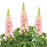 Lupine, Lupini Pink Shades Lupine