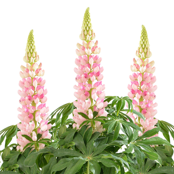 Lupine, Lupini Pink Shades Lupine