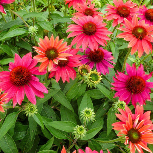 Coneflower, Sombrero® Tres Amigos Coneflower