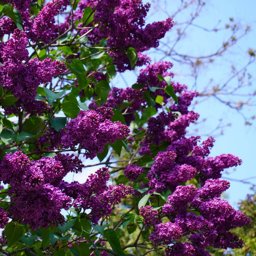 Lilac, Yankee Doodle Lilac